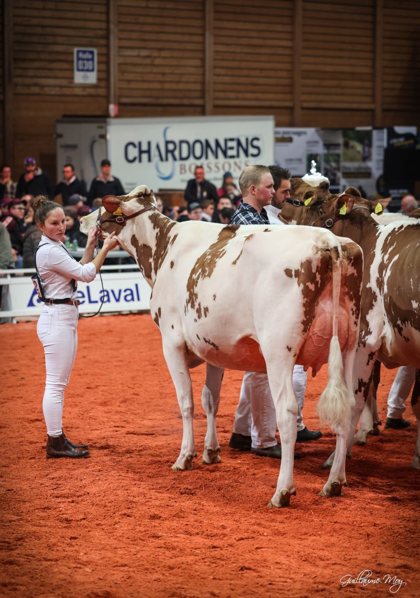 Comestar Doorman O'Katrysha Wins Grand Champion @Jr. Expo Bulle!